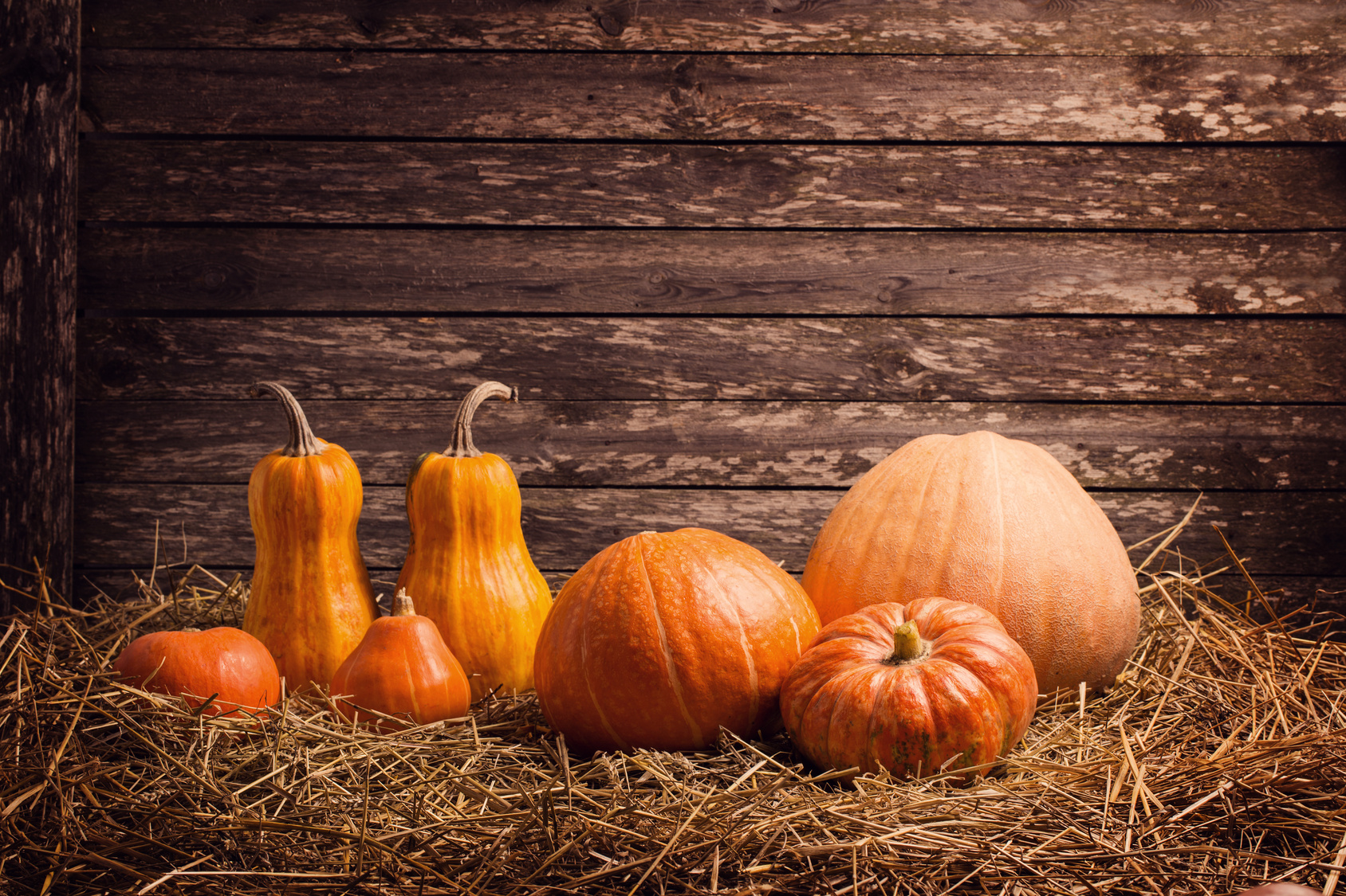 pumpkins lined up agains a wooden wall representing How to Have a Happy Blended-Family Holiday