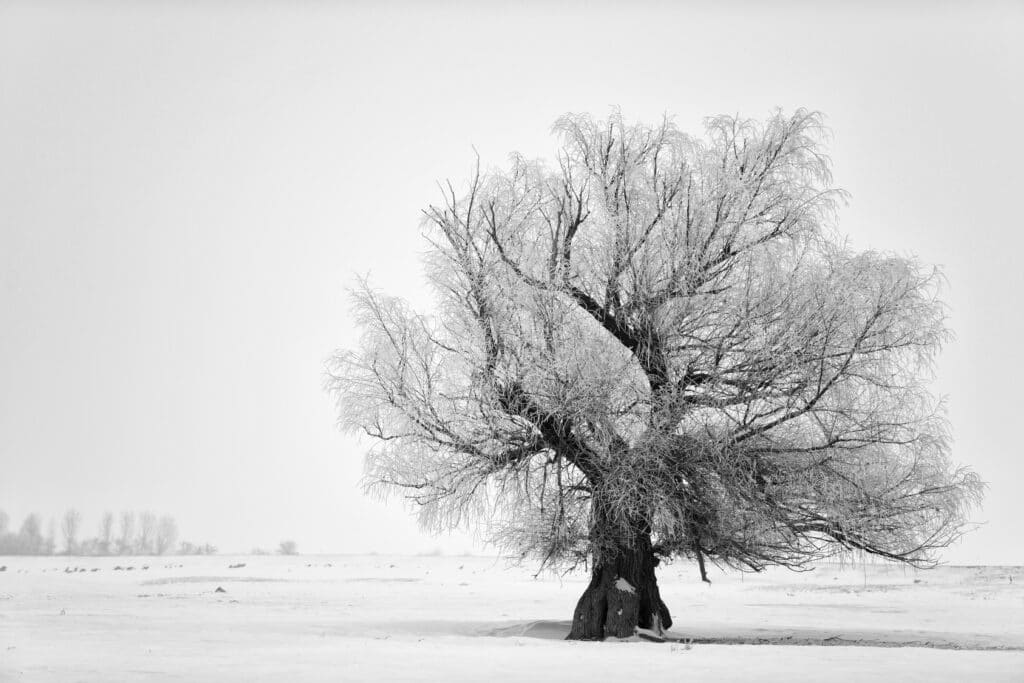 Black and white picture of a tree representing Everyday Mindfulness