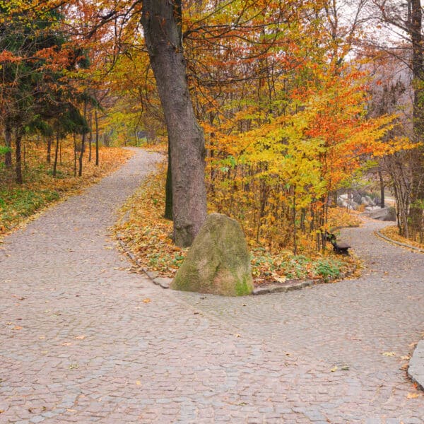 Pathway in the fall representing how to Discover Your Truth