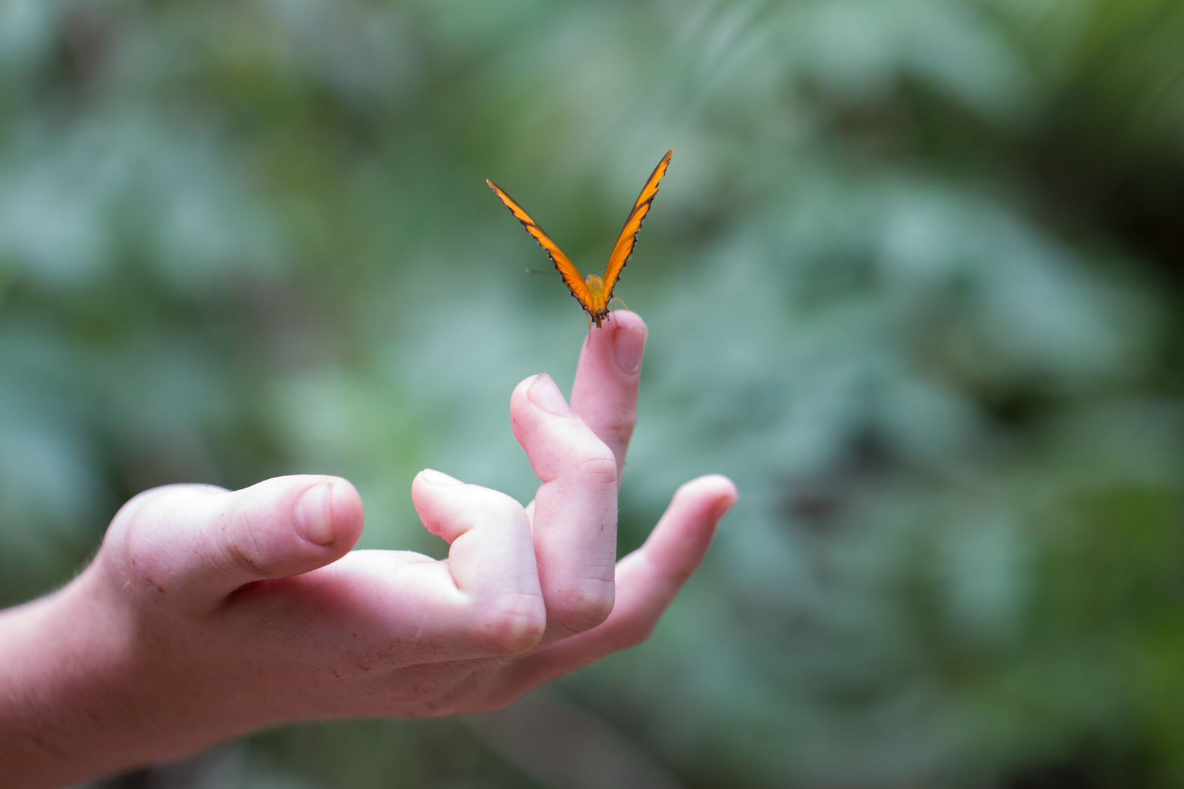 Butterfly on an outstretched hand representing Vulnerability in Relationships