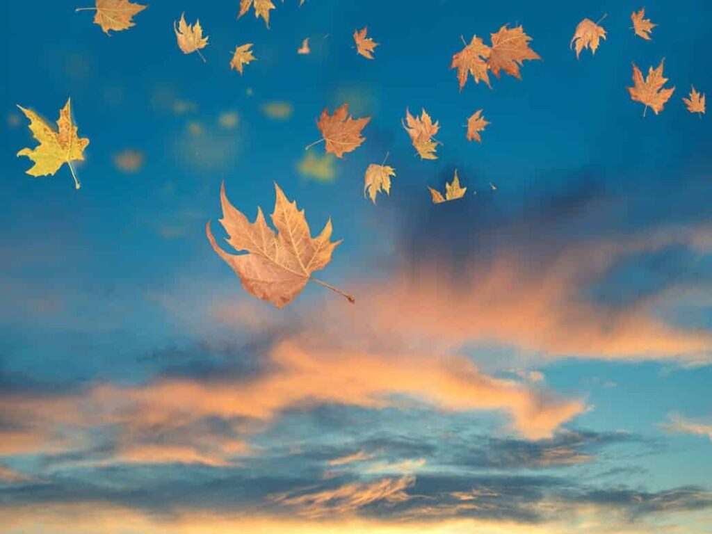 Leaves falling in a beautifully colored sky representing releasing control.