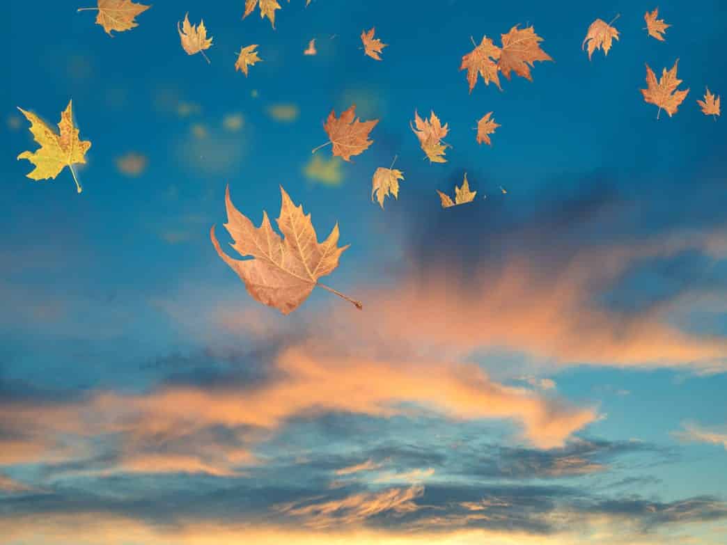 Leaves falling in a beautifully colored sky representing releasing control.