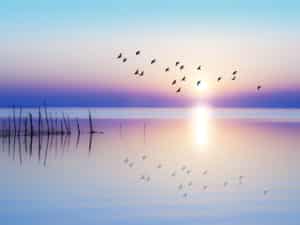 Birds flying over the water. How to let go of anger.
