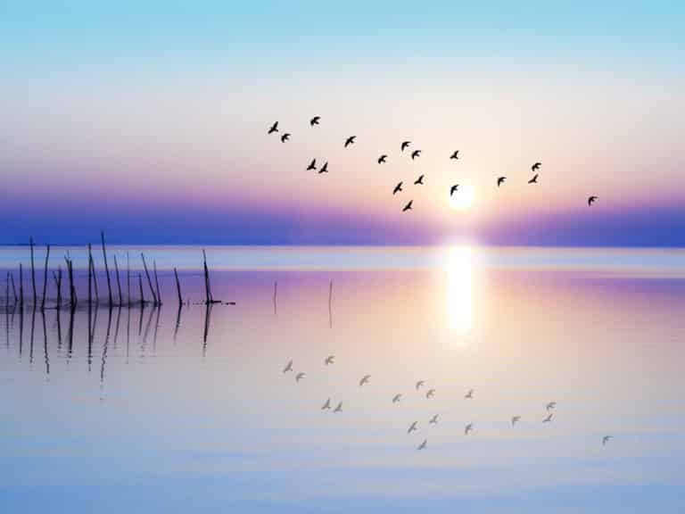 Birds flying over the water. How to let go of anger.