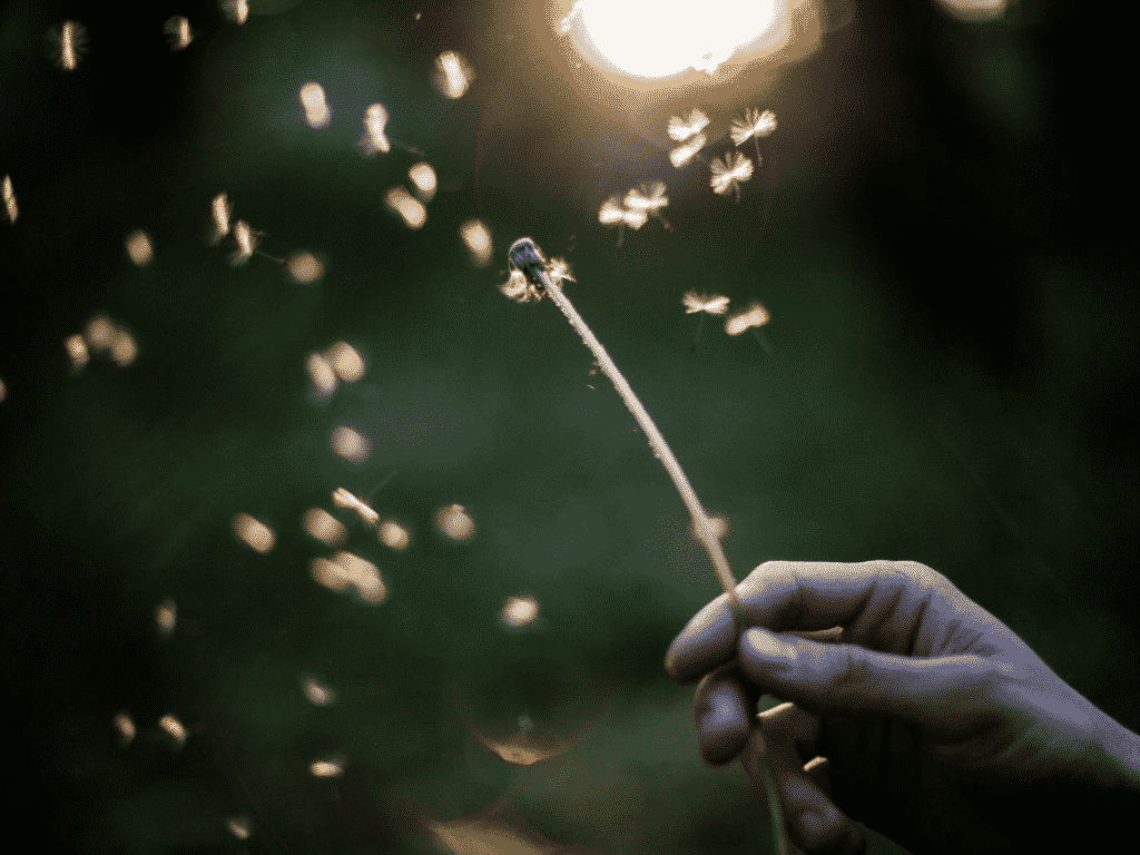 Hand holding up a dandelion with all of the florets flying everywhere representing letting go of resentment.