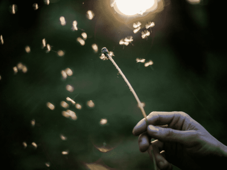 Hand holding up a dandelion with all of the florets flying everywhere representing letting go of resentment.