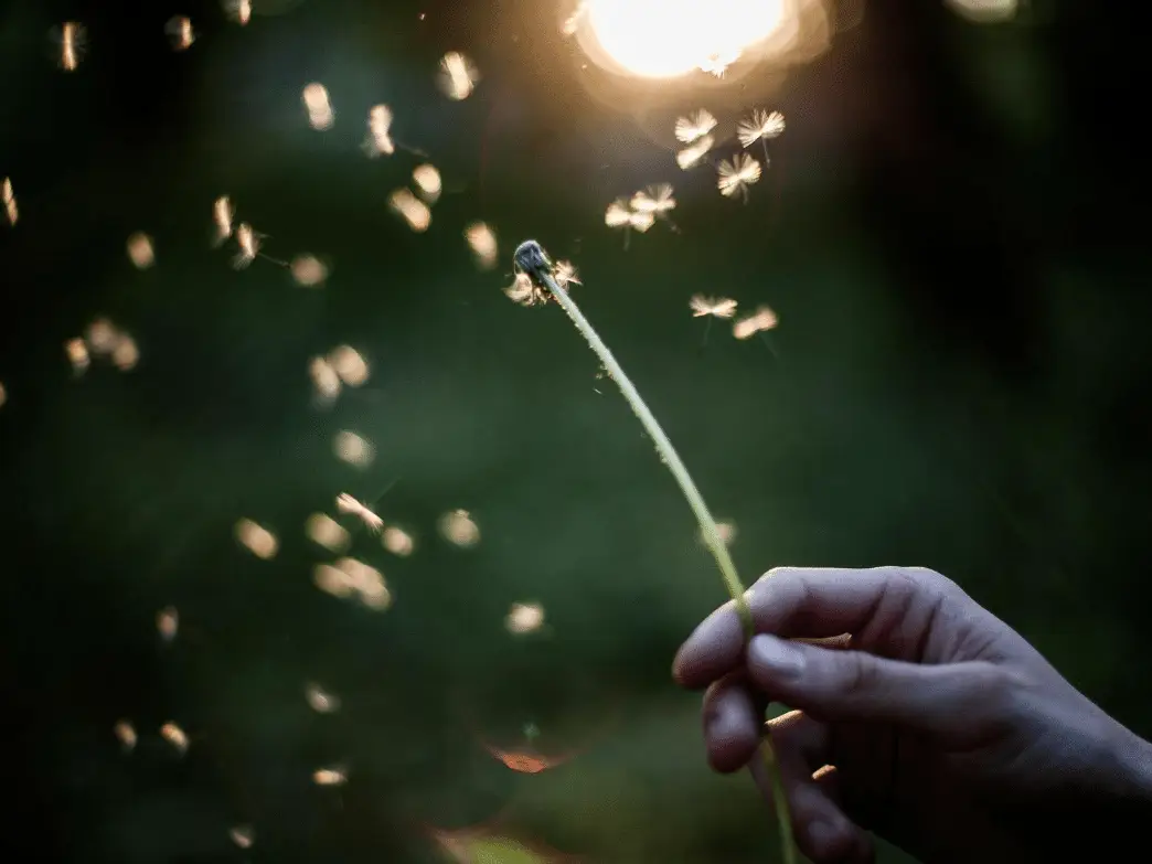 Hand holding up a dandelion with all of the florets flying everywhere representing letting go of resentment.