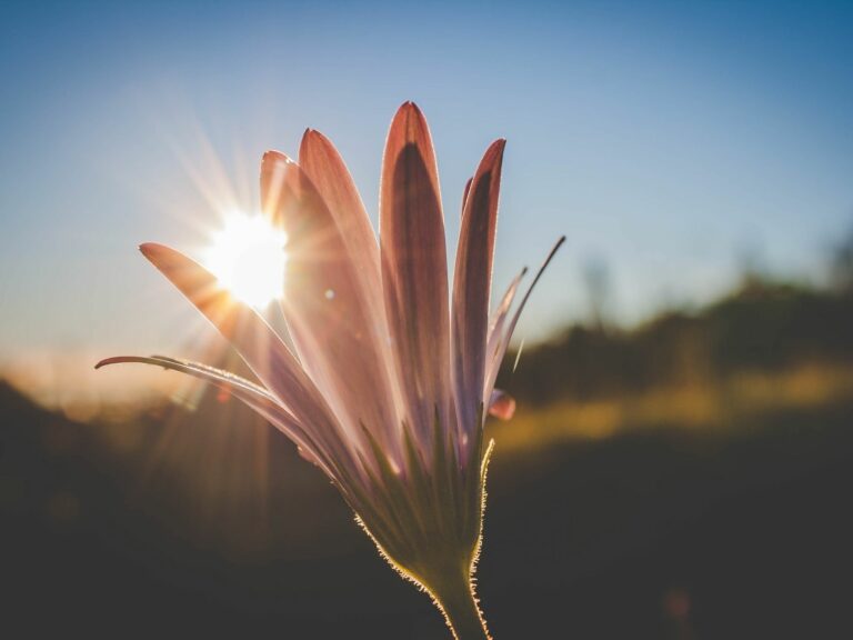 flower in sun, Love After Loss.