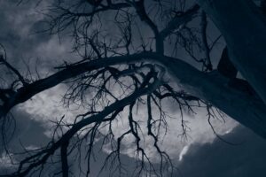 Tree branches on a dark and cloudy night representing Self-limiting beliefs