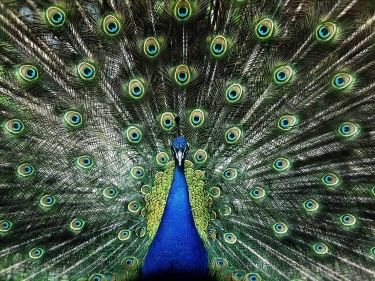 Peacock - how to feel more confident