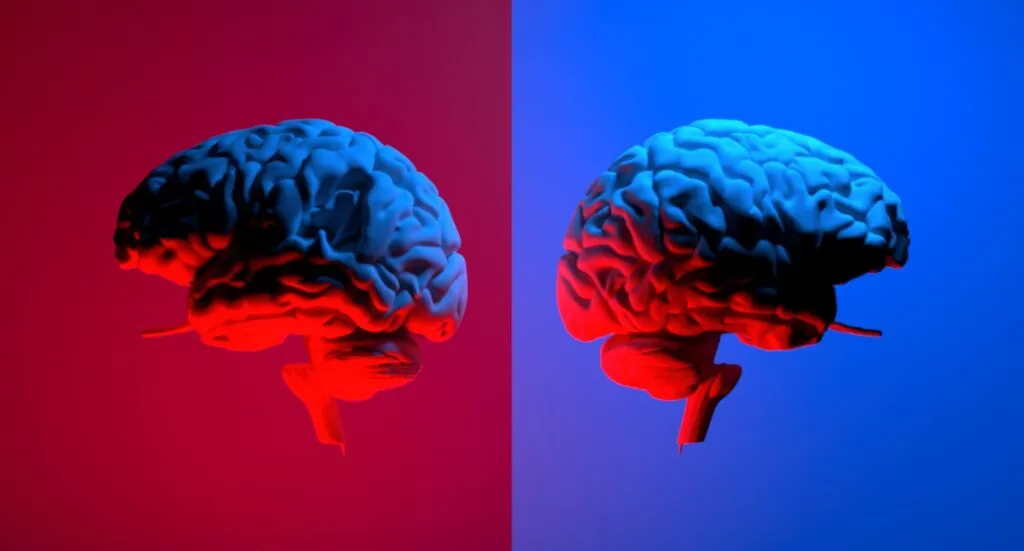 Two human brains side by side, one lit in red and the other in blue, symbolizing political polarization and differing beliefs.