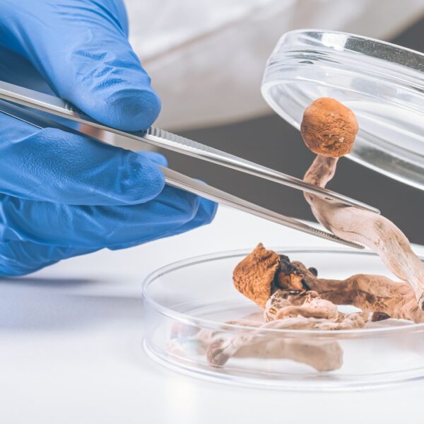 Scientist examining psilocybin mushrooms in a petri dish as part of psychedelic and MDMA therapy research.