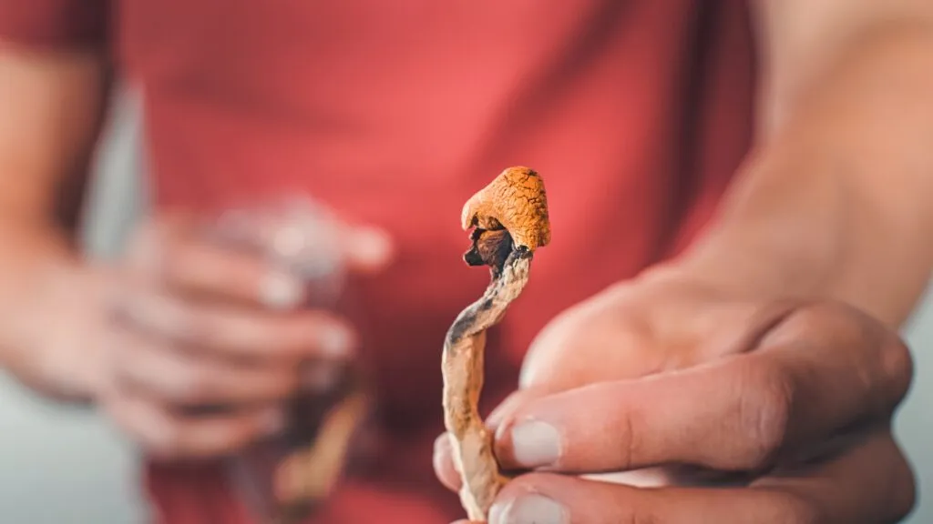 Close-up of a person holding a dried psilocybin mushroom, commonly associated with psychedelic therapy and research into mental health healing.