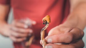 Close-up of a person holding a dried psilocybin mushroom, commonly associated with psychedelic therapy and research into mental health healing.