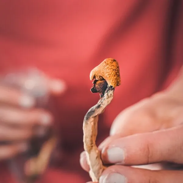 Close-up of a person holding a dried psilocybin mushroom, commonly associated with psychedelic therapy and research into mental health healing.